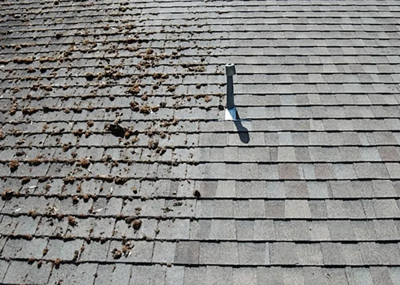 Moss and algae removal on a Redmond WA residential roof — professional soft-wash treatment by Real Great Roofing kills moss at the root across field shingles, ridges, and valleys